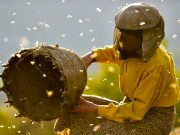 Bal Ülkesi / Honeyland