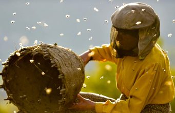 Bal Ülkesi / Honeyland
