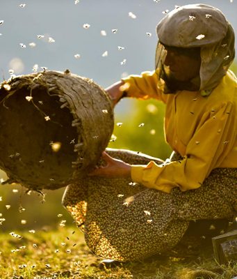 Bal Ülkesi / Honeyland