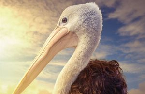 Fırtına Çocuğu / Storm Boy