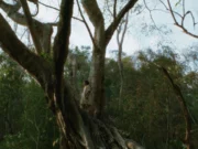 43. İstanbul Film Festivali Sinema Maratonu Başlıyor