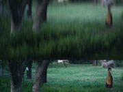 Embriyo Lavra Kelebek