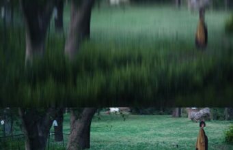 Embriyo Lavra Kelebek