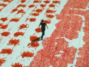 Hemme’nin Öldüğü Günlerden Biri